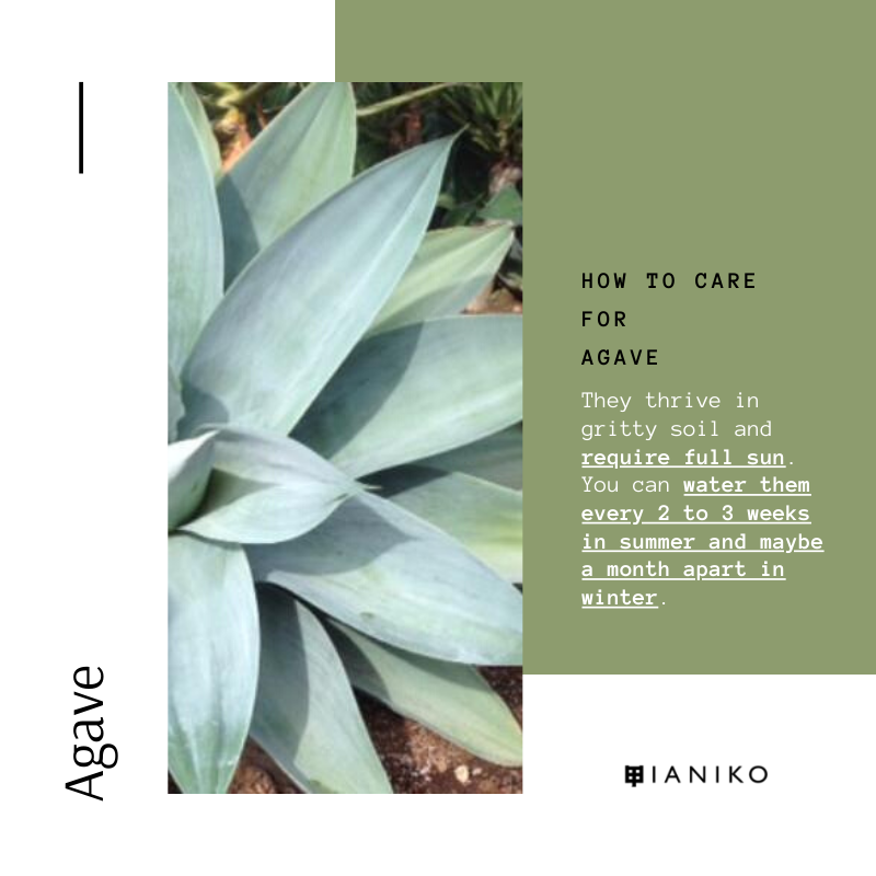 10 Easy-Care Indoor Succulents Agave