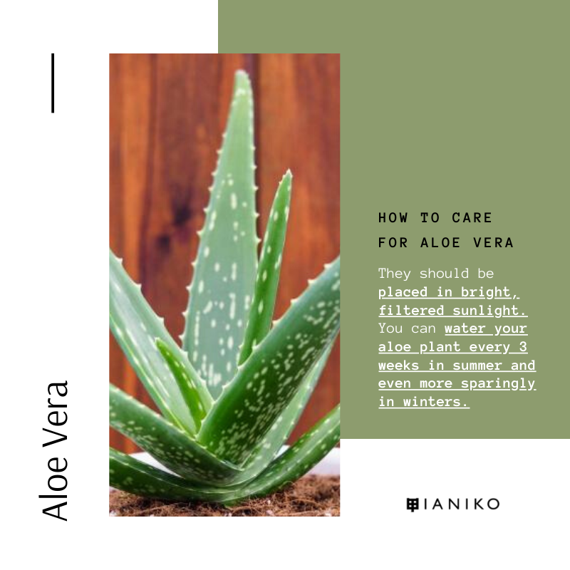 10 Easy-Care Indoor Succulents Aloe Vera