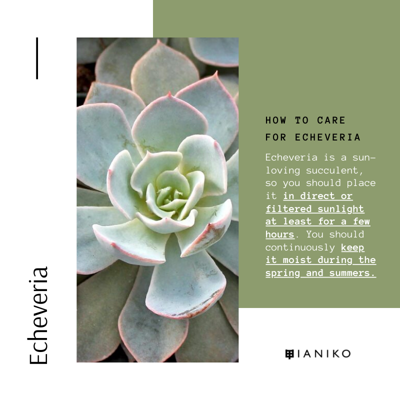 10 Easy-Care Indoor Succulents Echeveria