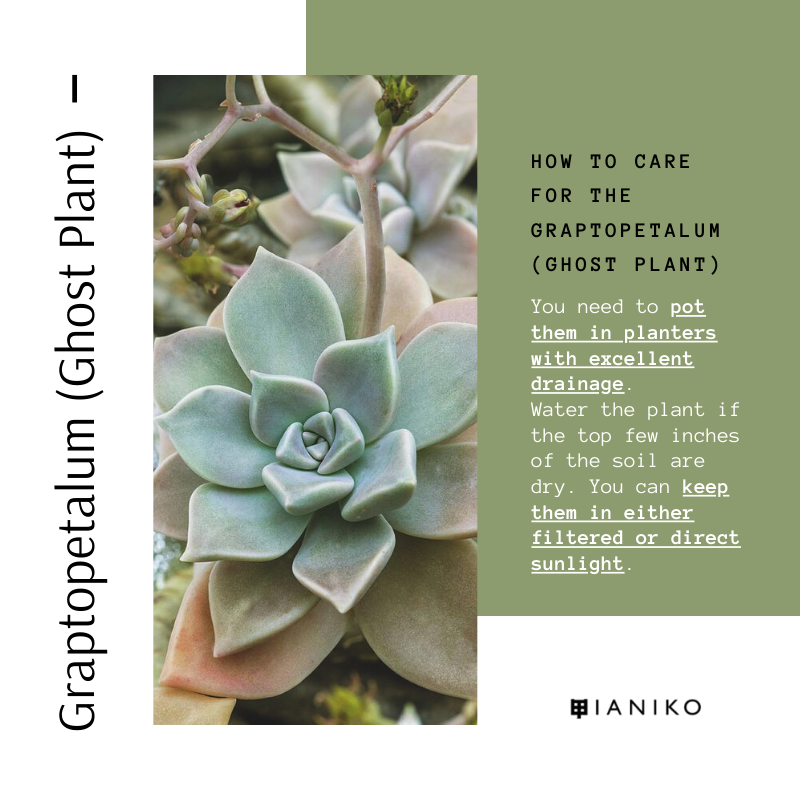 10 Easy-Care Indoor Succulents Graptopetalum (Ghost Plant)