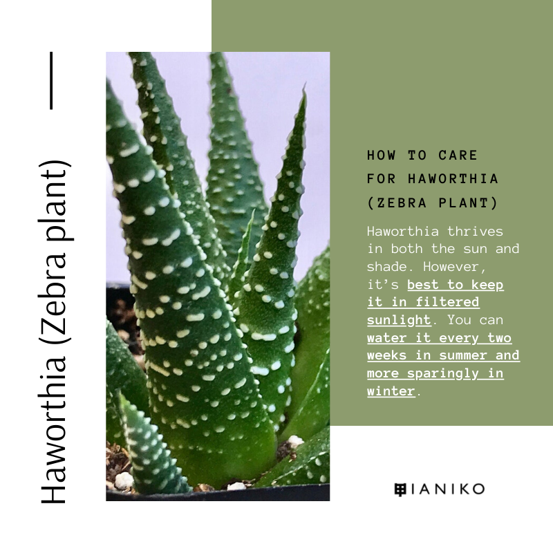 10 Easy-Care Indoor Succulents Haworthia (Zebra plant)