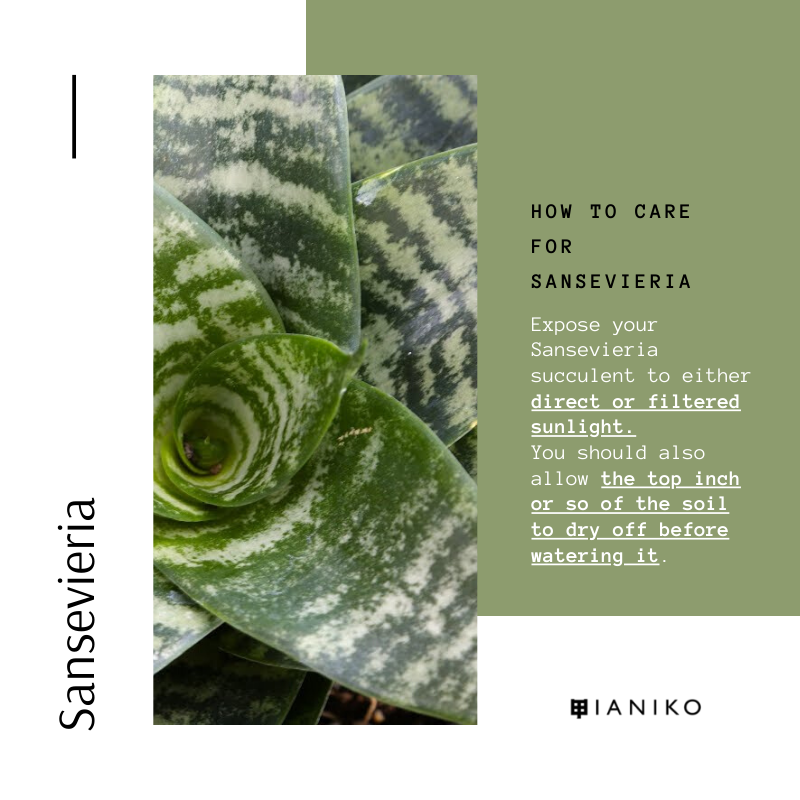 10 Easy-Care Indoor Succulents Sansevieria