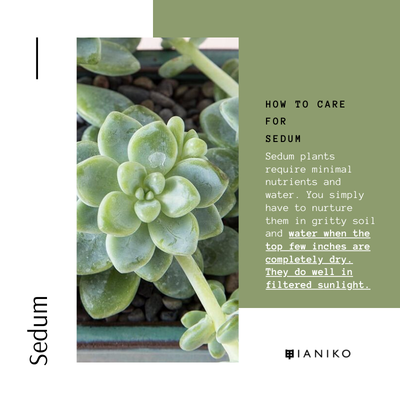 10 Easy-Care Indoor Succulents Sedum