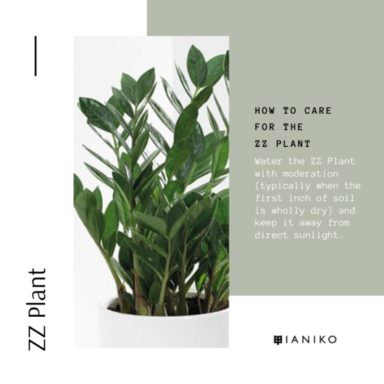 10 Easy Houseplants to Grow by Yourself Ianiko