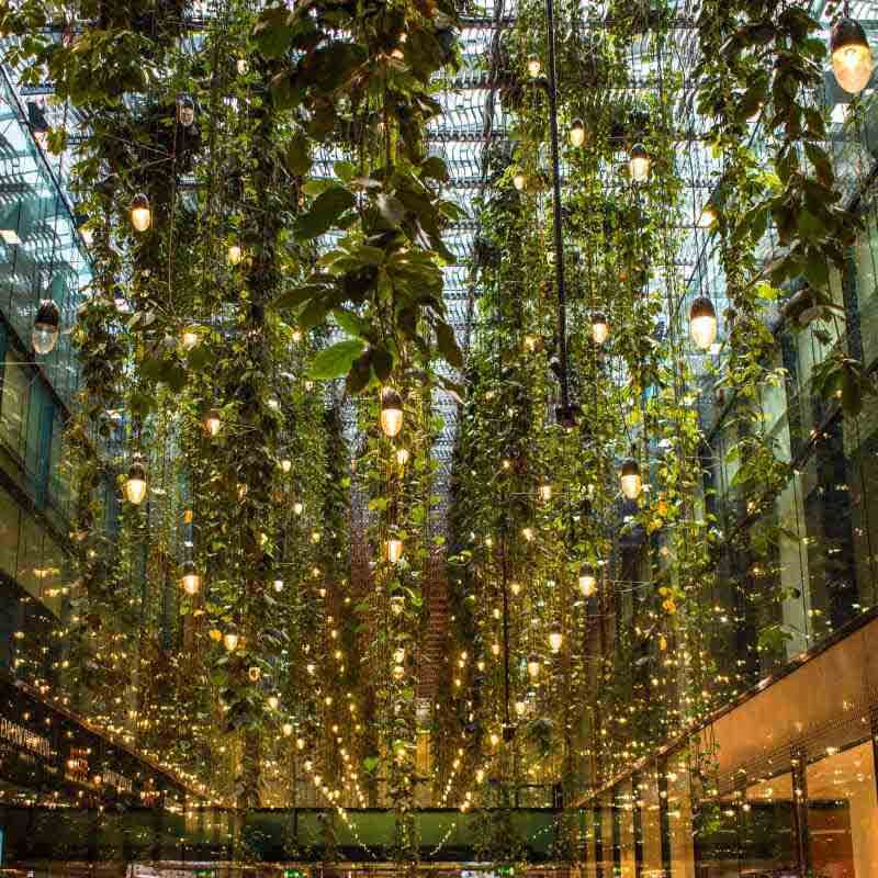 A Guide to Designing a Biophilic Office